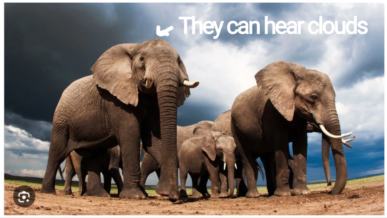 Exploring the Auditory Experience of Animals