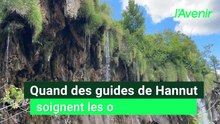 Les guides de Hannut vont soigner les ours bruns en Croatie