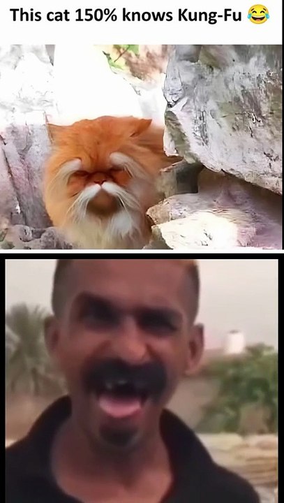 This cat is 150% Master Shifu 😭