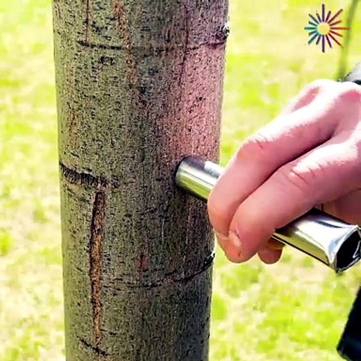 A secret technique for perfect grafting 🌿