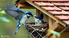 家の軒先に作られた鳥の巣で小鳥が顔を出しながら泣いているところに親鳥が餌をもって飛んで帰ってくる