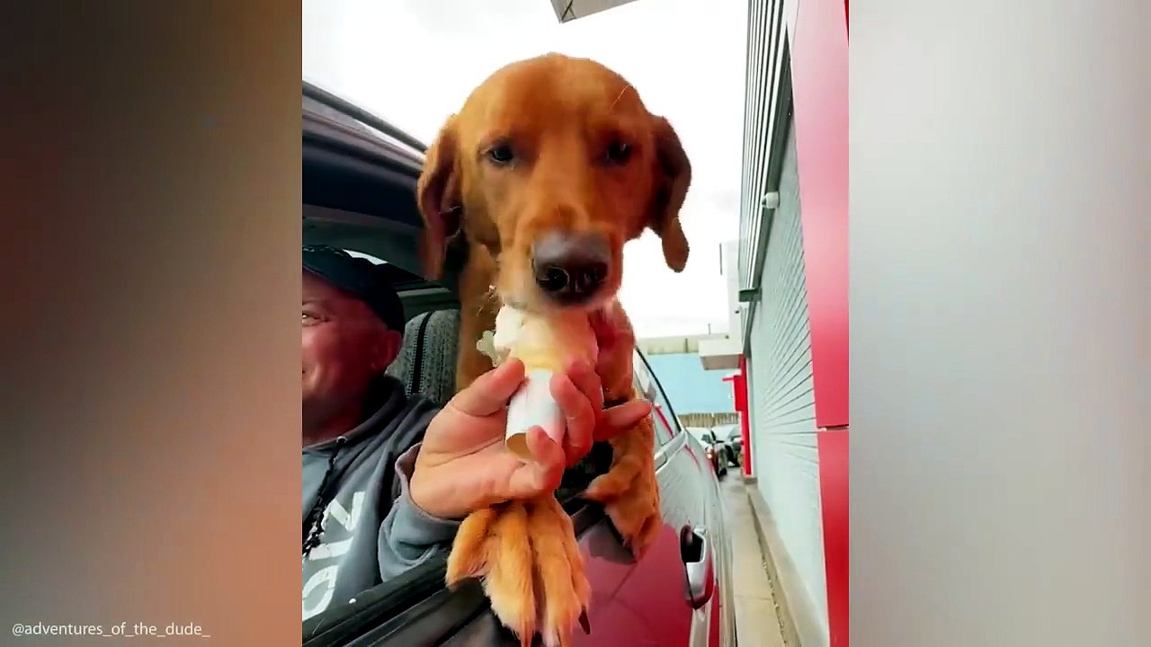 🐶 Viral Animal Videos Everyone Loves #FunnyAnimals #Viral#animals3funny#viral