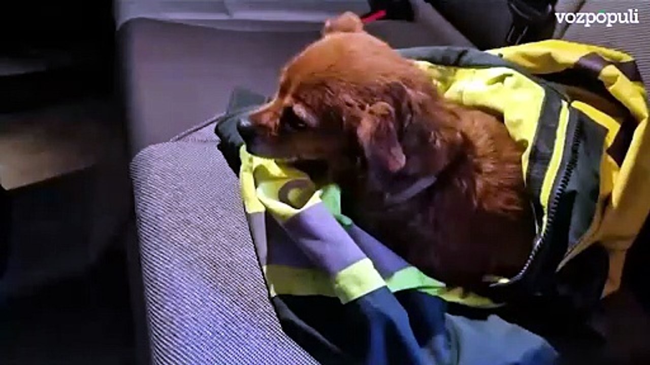 Así fue el angustioso rescate de un perro atrapado en una casa rodeada por el fuego