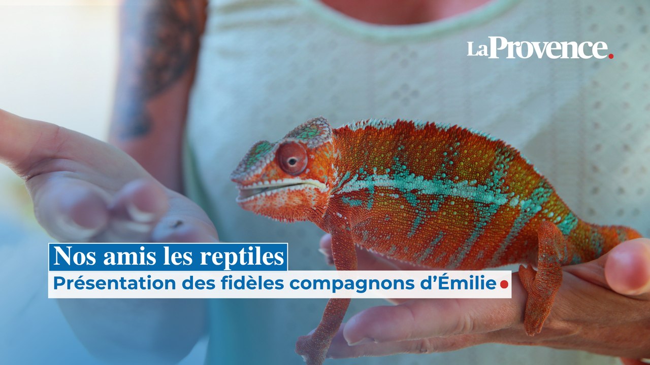 Présentation des reptiles d'Émilie