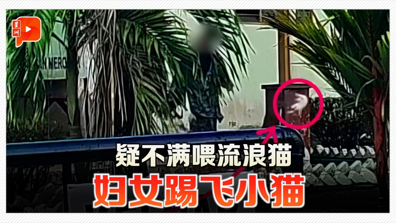 疑不满喂流浪猫 妇女踢飞小猫惹众怒