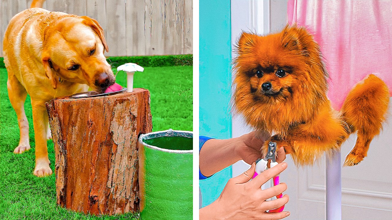 Homes and accessories for your beloved dogs 🐶