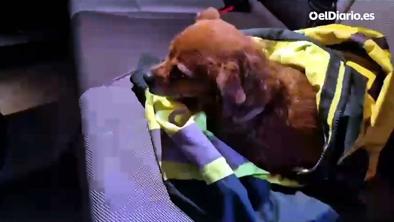 Bomberos y Guardia Civil rescatan a varios animales afectados por los incendios de Ávila y Madrid