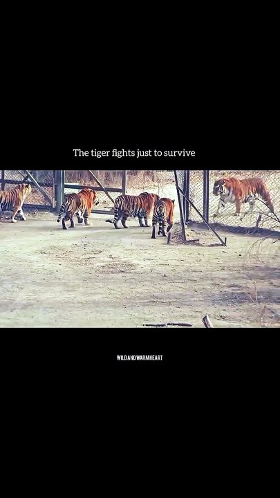 Siberian tiger 🐅 meet Bengali tiger