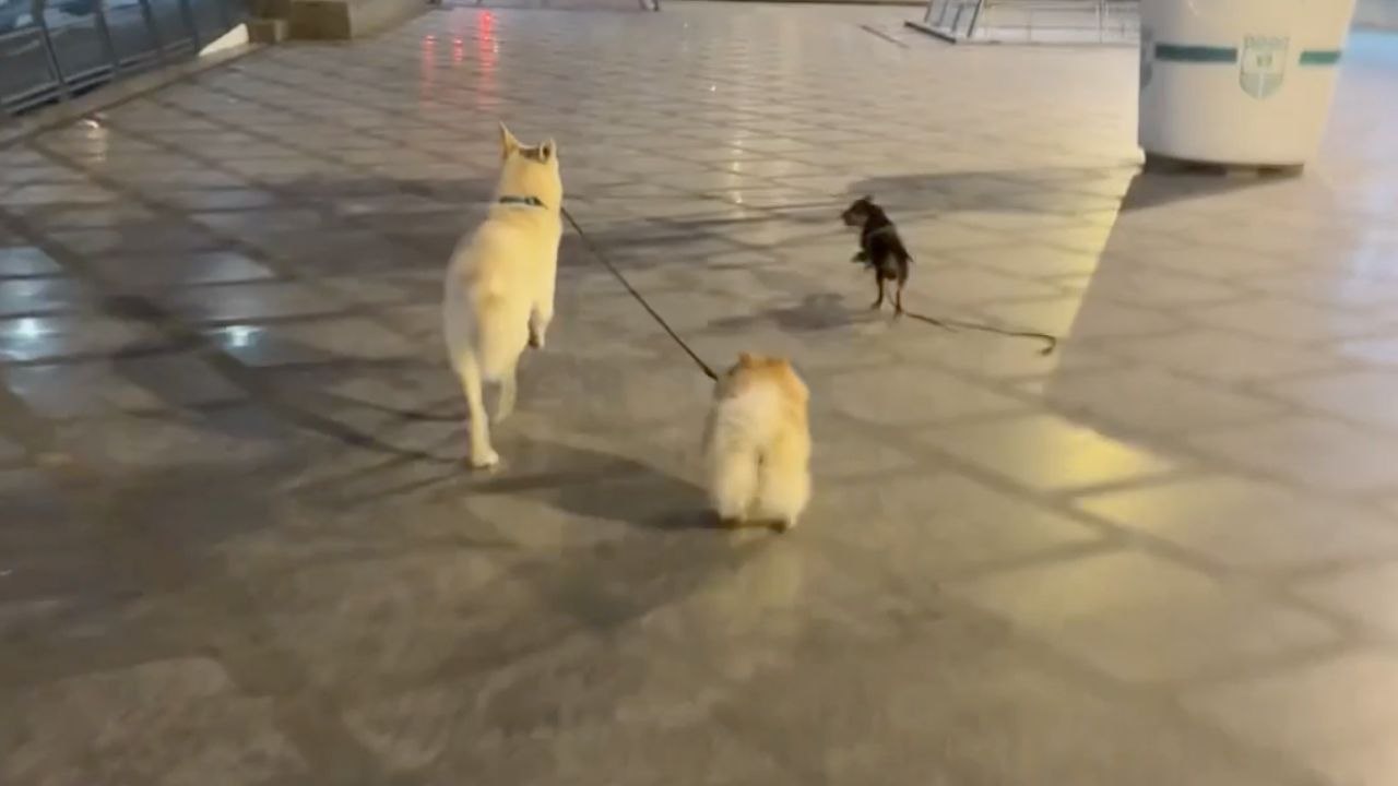 Dog Takes Two Leashes And Walks Away With Both...