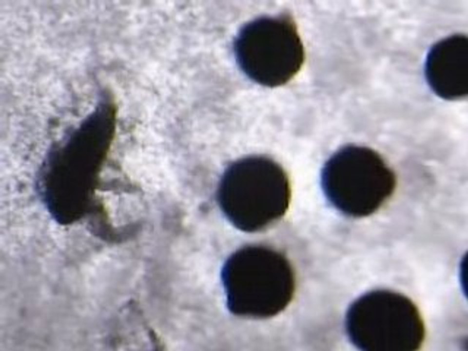 Crevettes microscopiques de mer