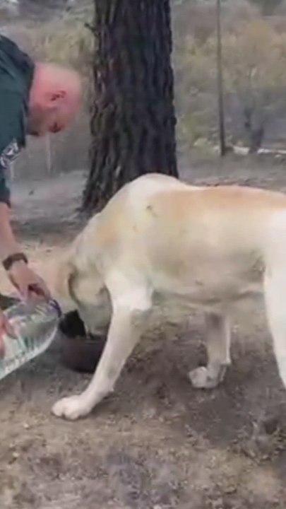 Guardia Civil y bomberos auxilian a varios animales