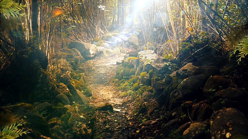 Musique apaisante _ Murmures de la forêt et carillons éthérés pour une sérénité profonde