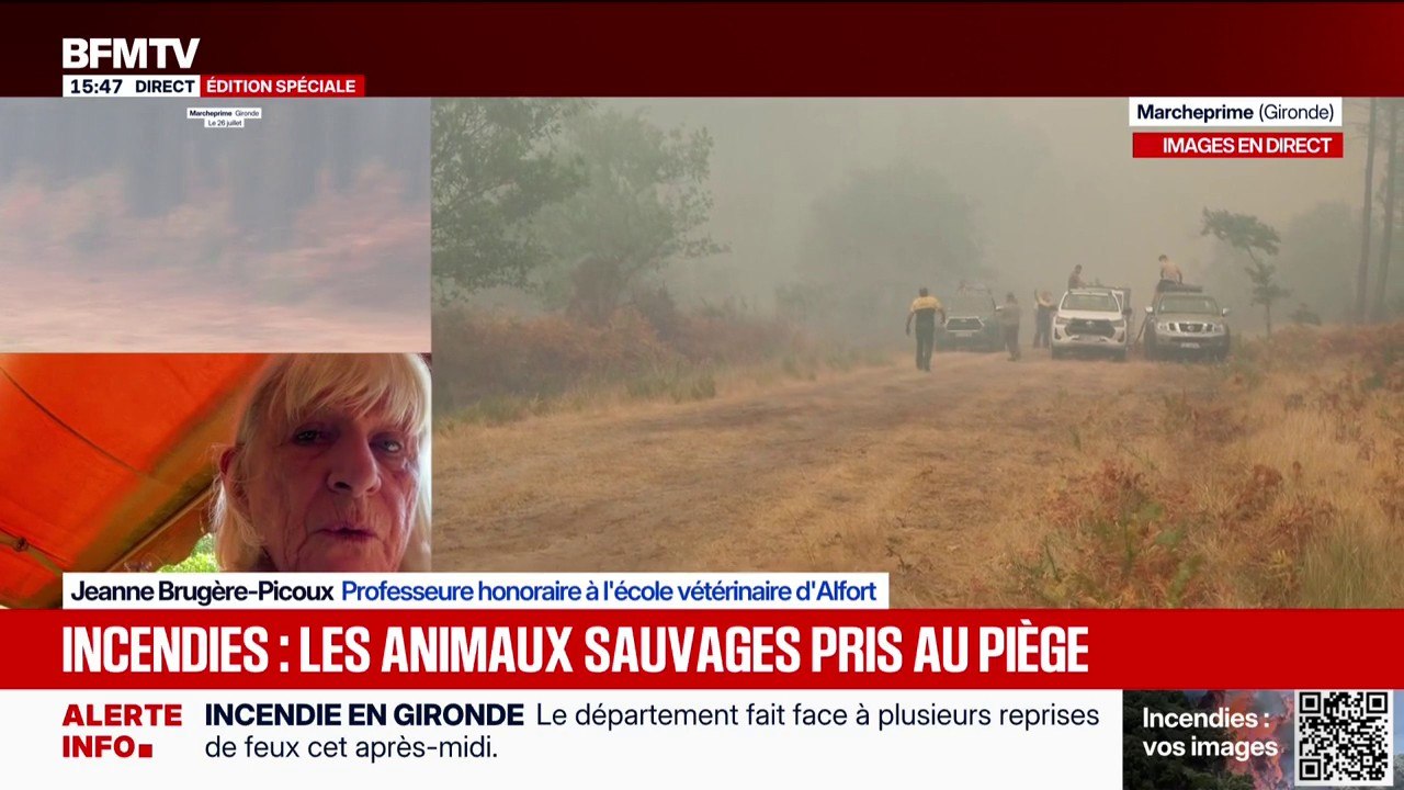 Incendies: "C'est évident qu'il y aura un problème au niveau de la biodiversité", souligne Jeanne Brugère-Picoux, professeure honoraire à l'école vétérinaire d'Alfort
