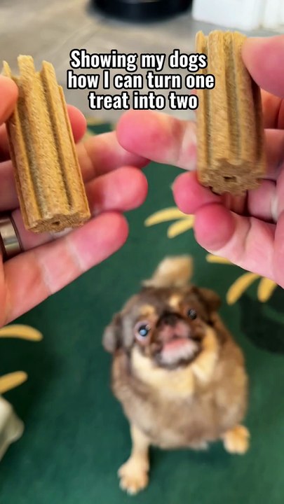 Pug kingdom bulletin