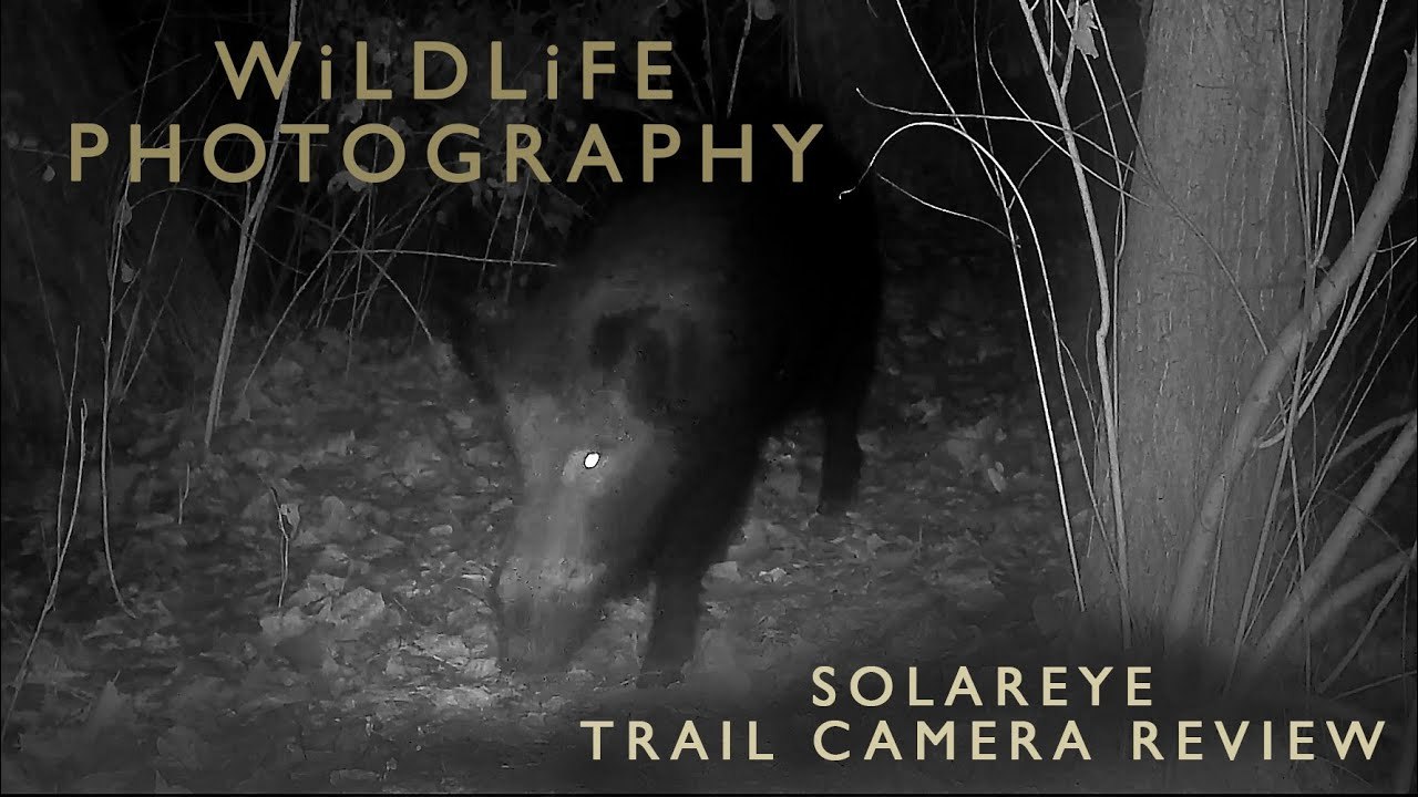 Solareye Trail Camera Review