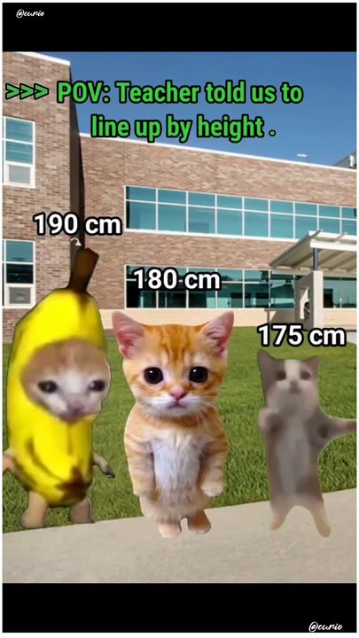 POV: Teacher told us to line up by height 📏😹 | Cat Meme