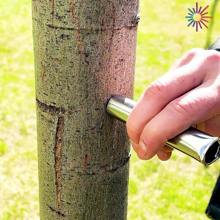 A secret technique for perfect grafting 🌿