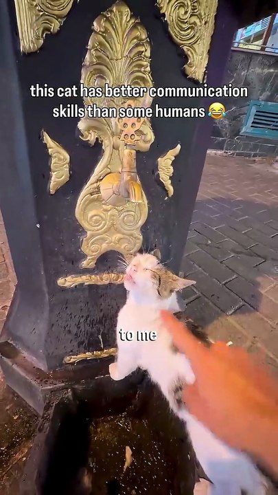This cat can communicate what he wants better t...