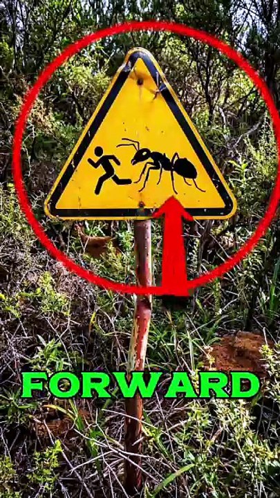 What Does This Giant Ant Warning Sign Mean? 😱