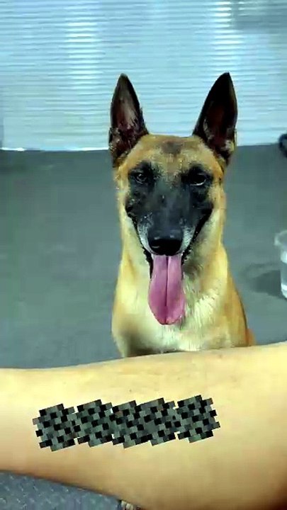 ​"Gentle Bite turned into Instant Drama 😱🐕‍🦺"