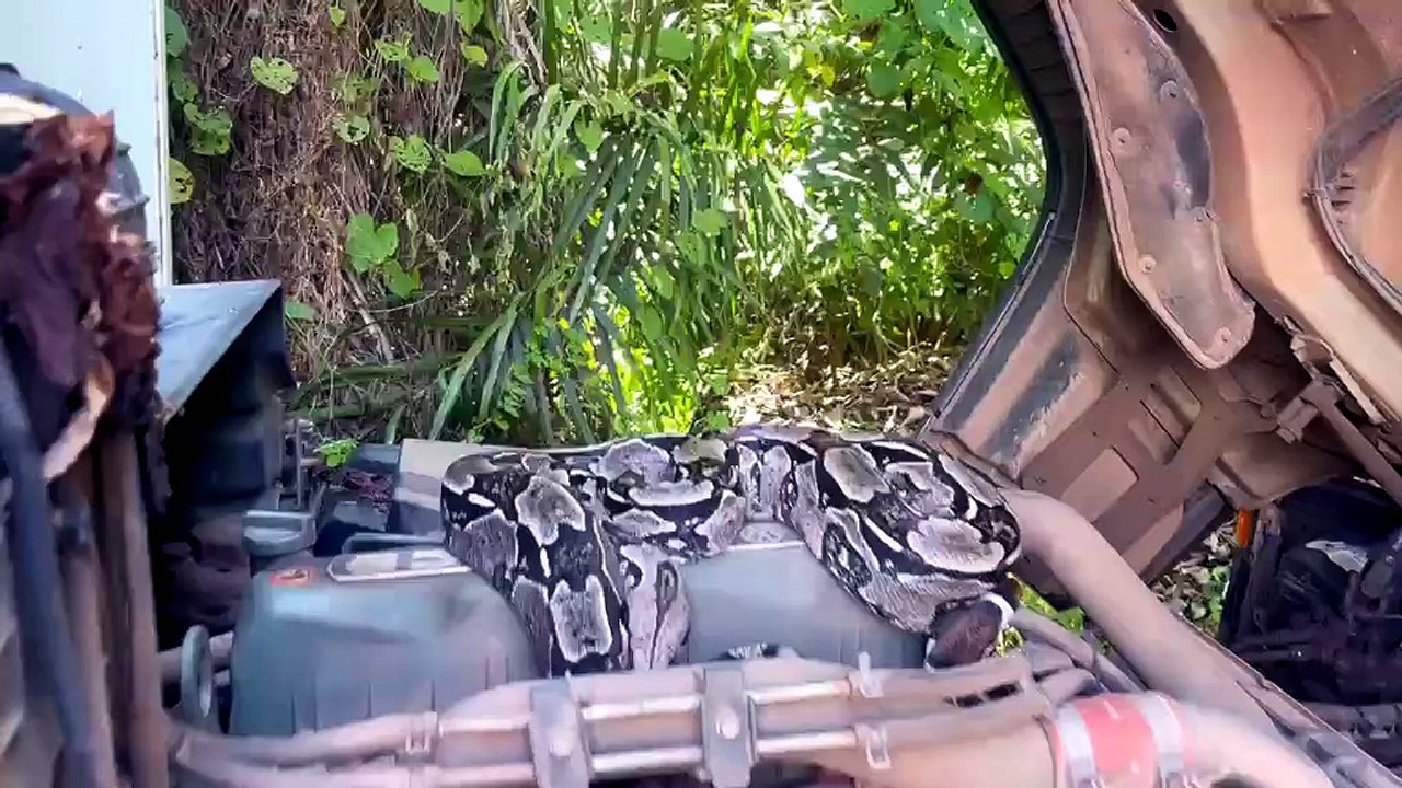 VÍDEO EXCLUSIVO: Infestação de cobras é vista atravessando pista do Litoral Norte da Bahia em local inusitado 2