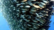 Today viral video in 2026 || underwater