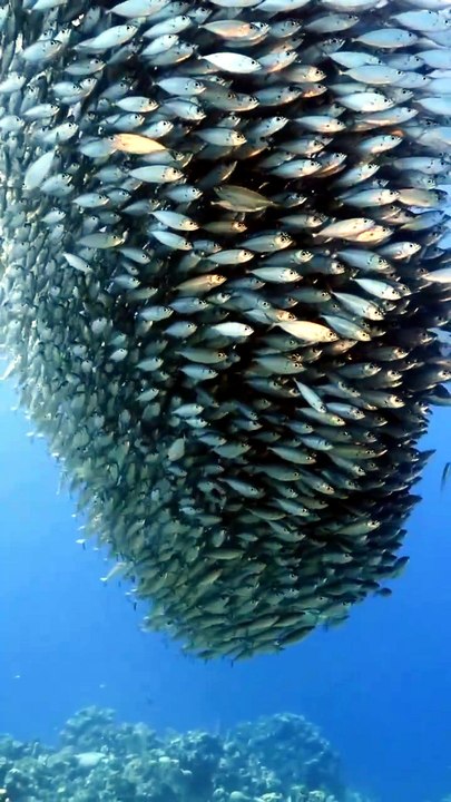 Today viral video in 2026 || underwater