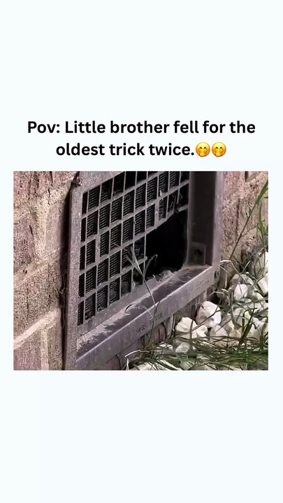 🤭🤭 #funny #memehub #trending #memes #laugher #yt #cute #cat #baby