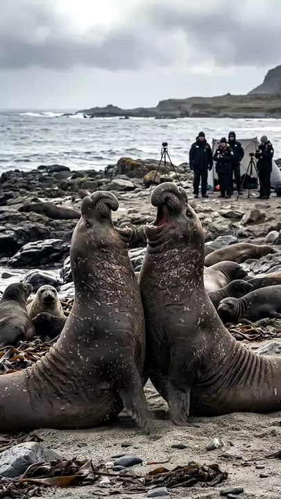 The Battle That Decides an Entire Beach | Elephant Seal Dominance Fights | Deep Wildlife