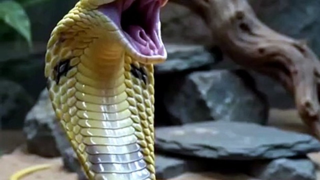 Cobra vs Monitor Lizard: Deadly Standoff in the Sand 🐍🦎