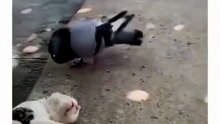 Watch outt birddd. . .😸😸😸