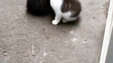 Best Friend With Cats. 😸😸😸