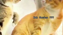 I tell you something. . 😸😸😸