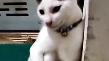 Just sit and calm 😸😸😸