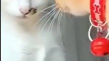 Cats Drama 😸😸😸