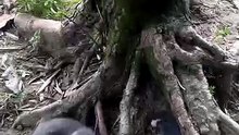 Full of Cats