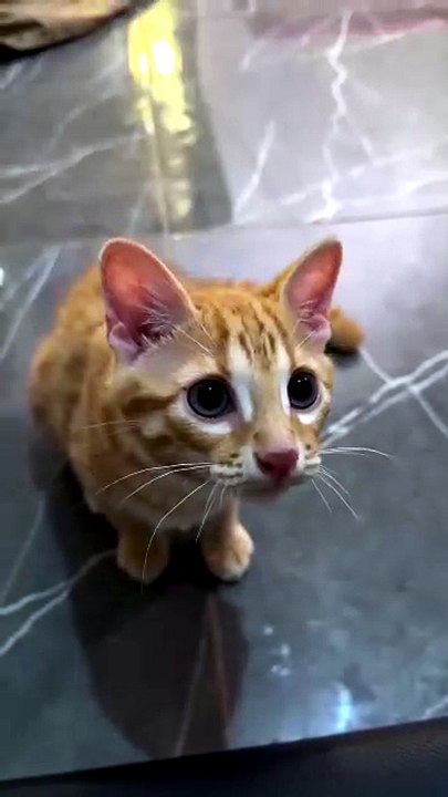 Orange cute cat 😸😸😸