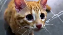 Orange cute cat 😸😸😸