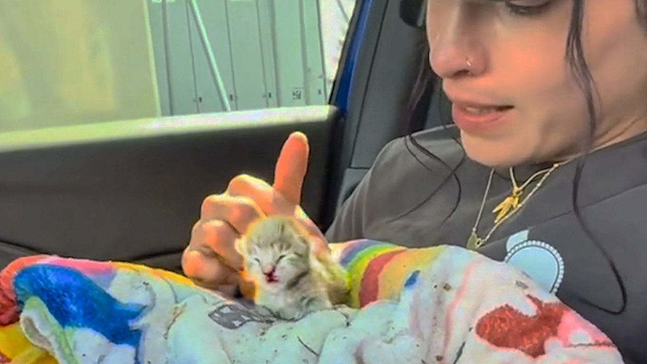 Delivery Driver Found This Tiny Kitten All Alone