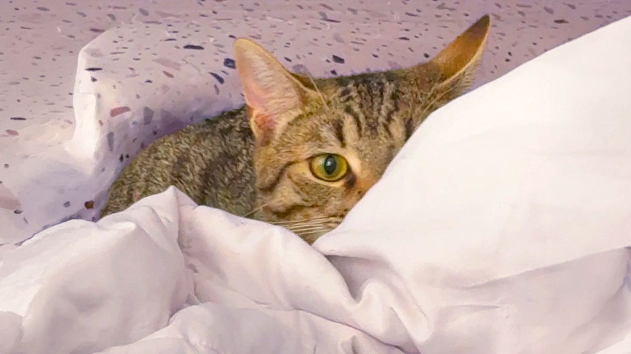 This Cat Wanted Nothing To Do With Her New Brother