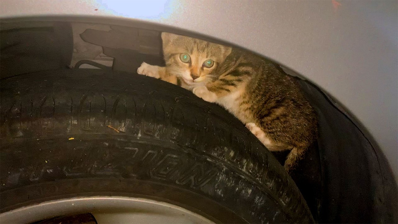 Nobody Could Get This Kitten Out Of The Car Engine