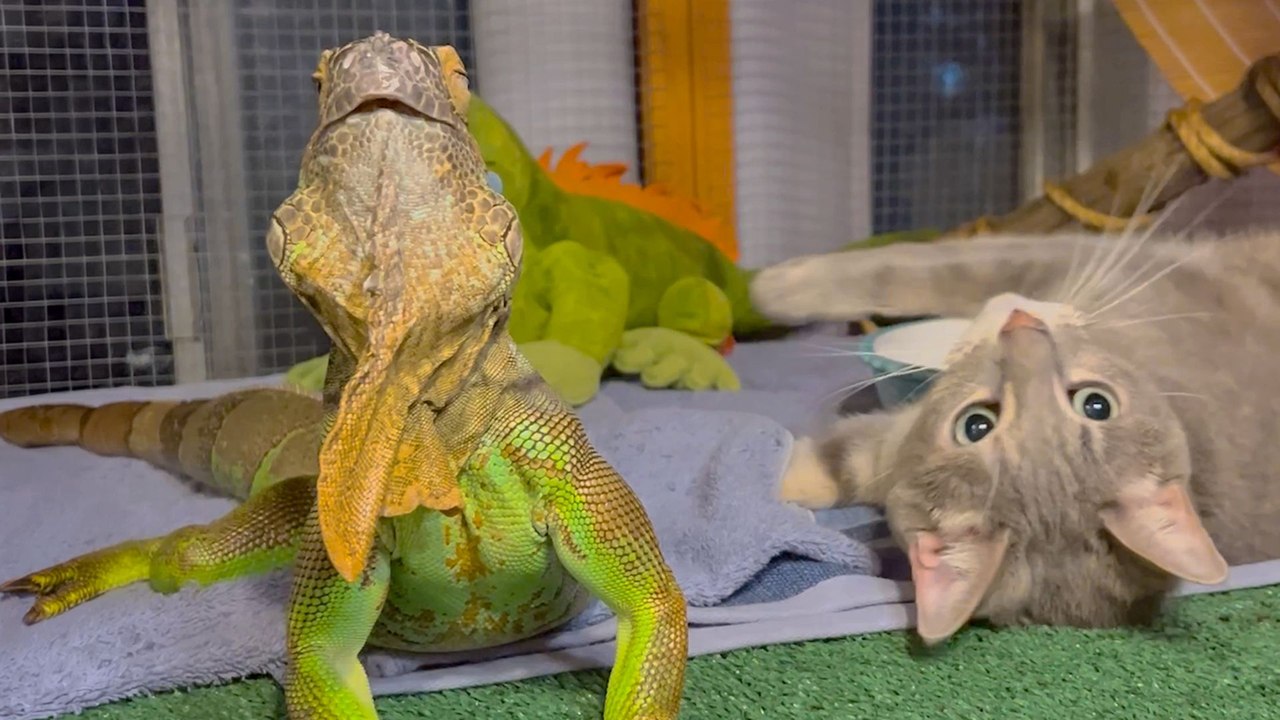 This Iguana Has A Very Dedicated Cat Fan Club