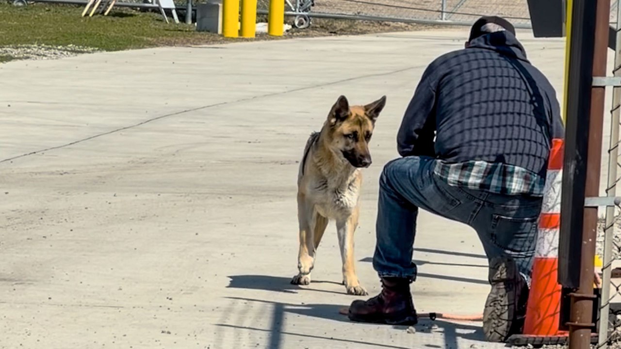 Workers Saw This Dog Every Day But Couldn't Get Close