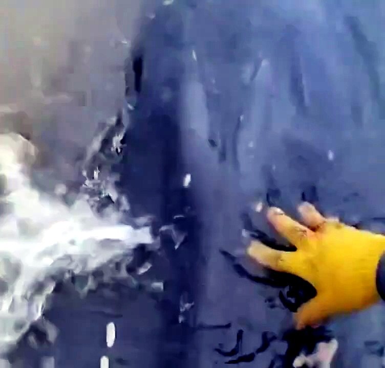 Murió la ballena varada en la costa de San Isidro a pesar del esfuerzo de los rescatistas