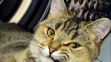 🐾 CHECK OUT OUR OTHER VIDEOS (FunnyCats)