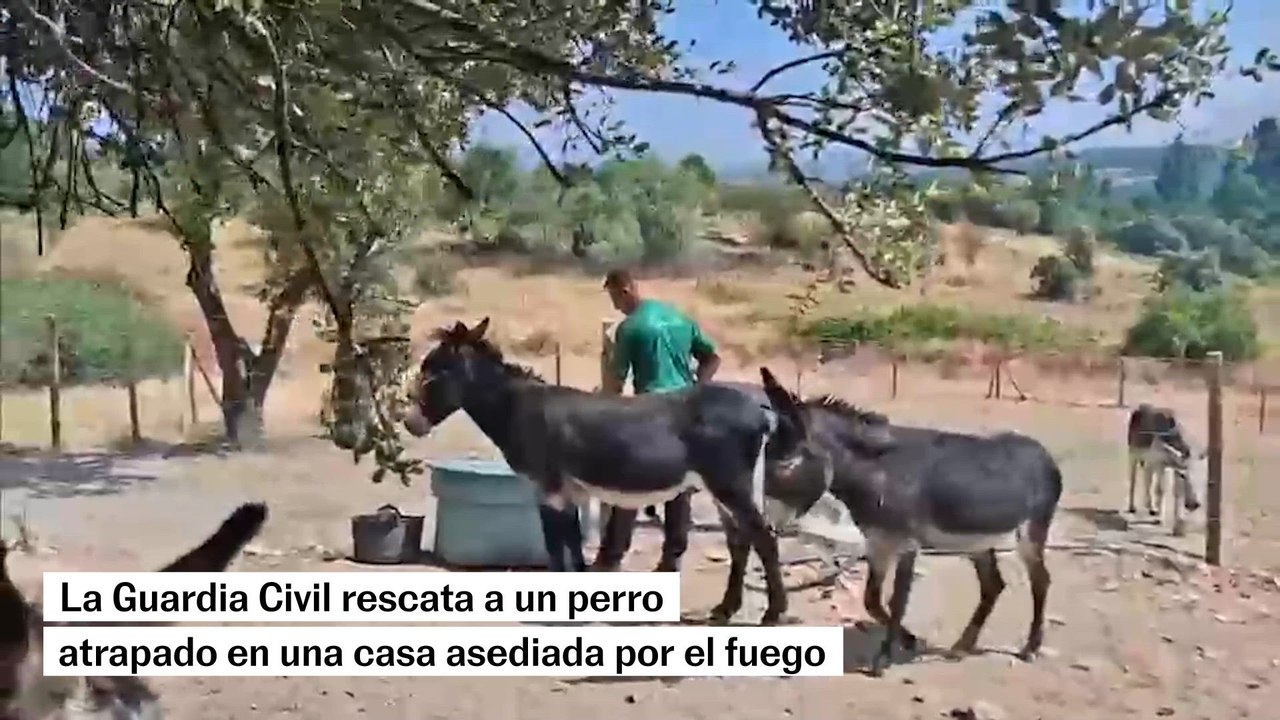 La Guardia Civil rescata a un perro atrapado en una casa asediada por el fuego