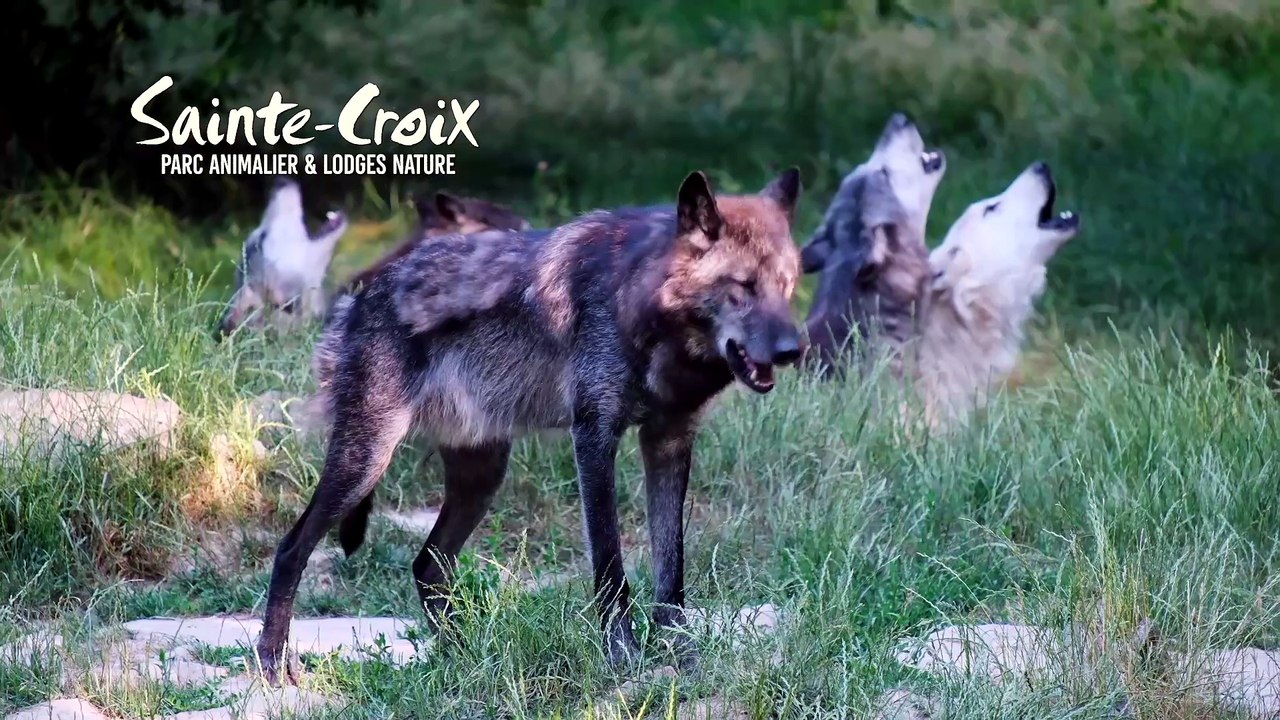 Un dernier hommage aux animaux à Morville-lès-Vic - Moselle Tour #2