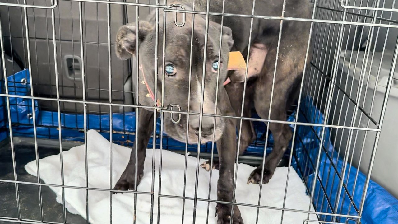 They Found Him Blind, Frostbitten And Wagging His Tail