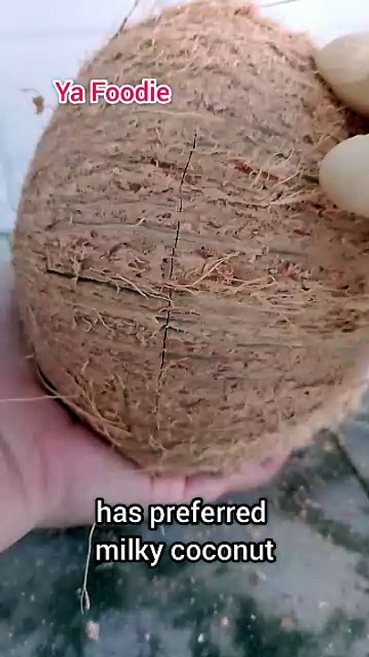 Open milky coconut for the first time