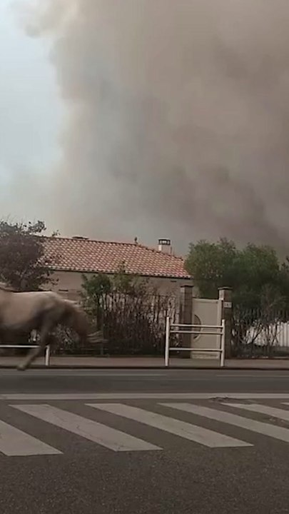 Haunting scene shows horses run through wildfire smoke